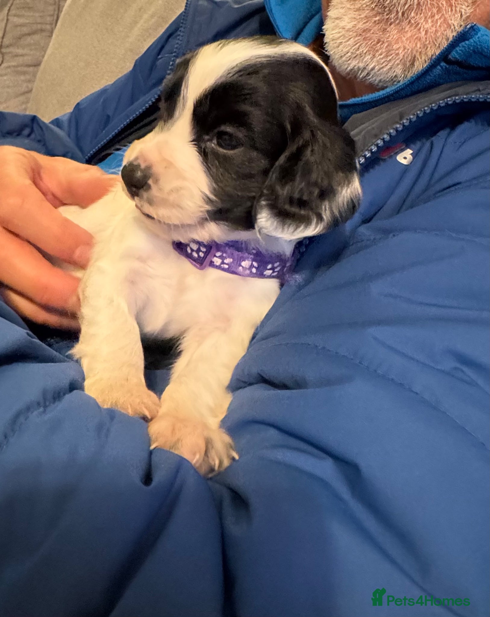 Cocker Spaniel dogs 1 LEFT! 7 stunning girl cocker spaniel puppies  - Advert 3