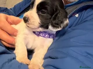 Cocker Spaniel dogs 1 LEFT! 7 stunning girl cocker spaniel puppies - Advert 1