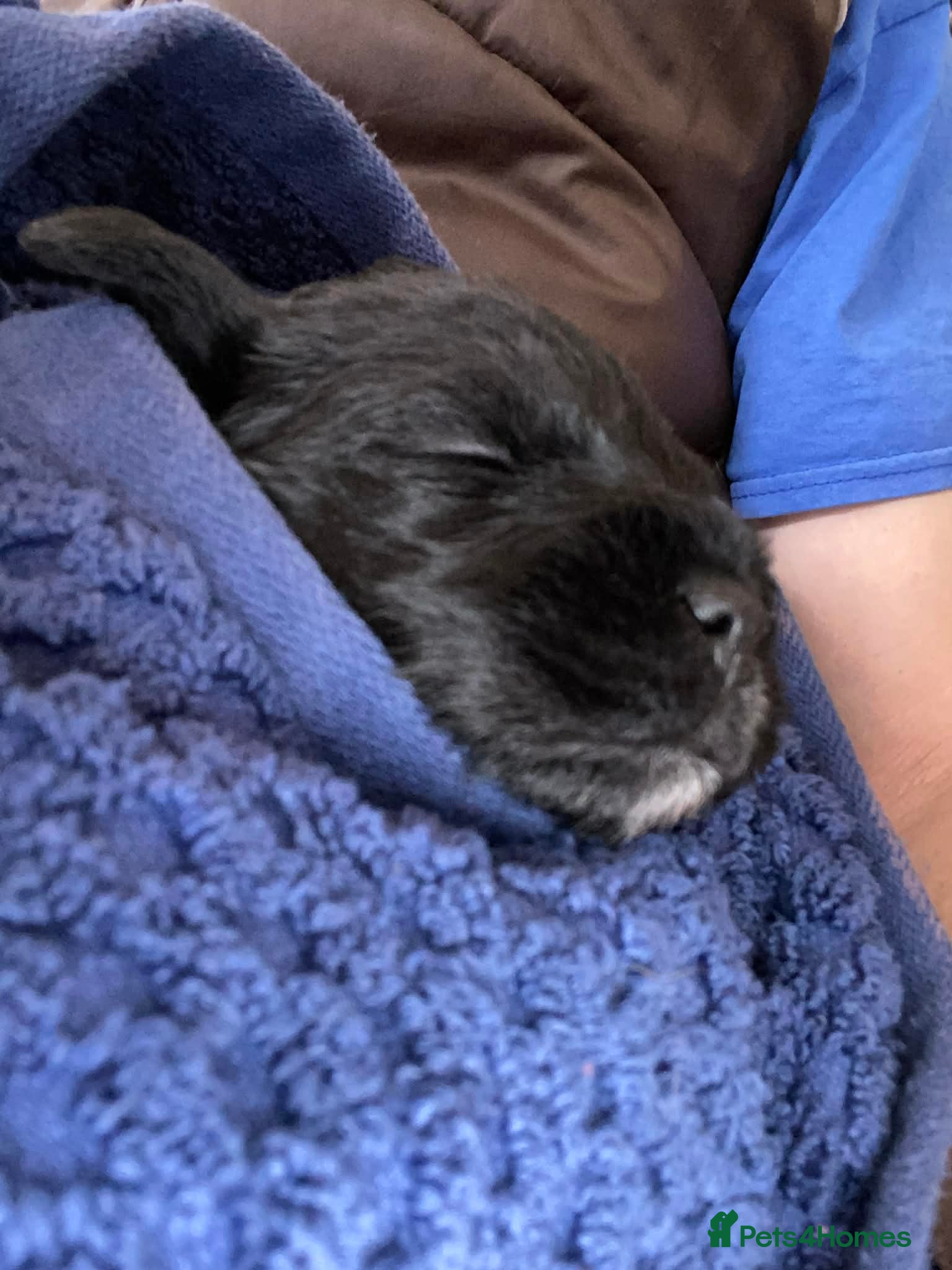 Mixed Breed dogs Border Terrier x Bedlington Terrier - Advert 1