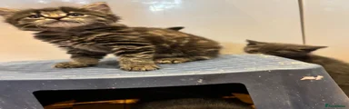 Fluffy Brown Tabby Girl 3