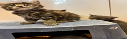 Mixed Breed cats for sale:      5 Beautiful Tabby Kittens Looking For Homes in Morden - Advert 3
