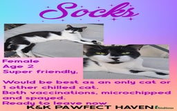 Domestic Shorthair cats for sale: Kittens and cats for adoption.  - Image 19