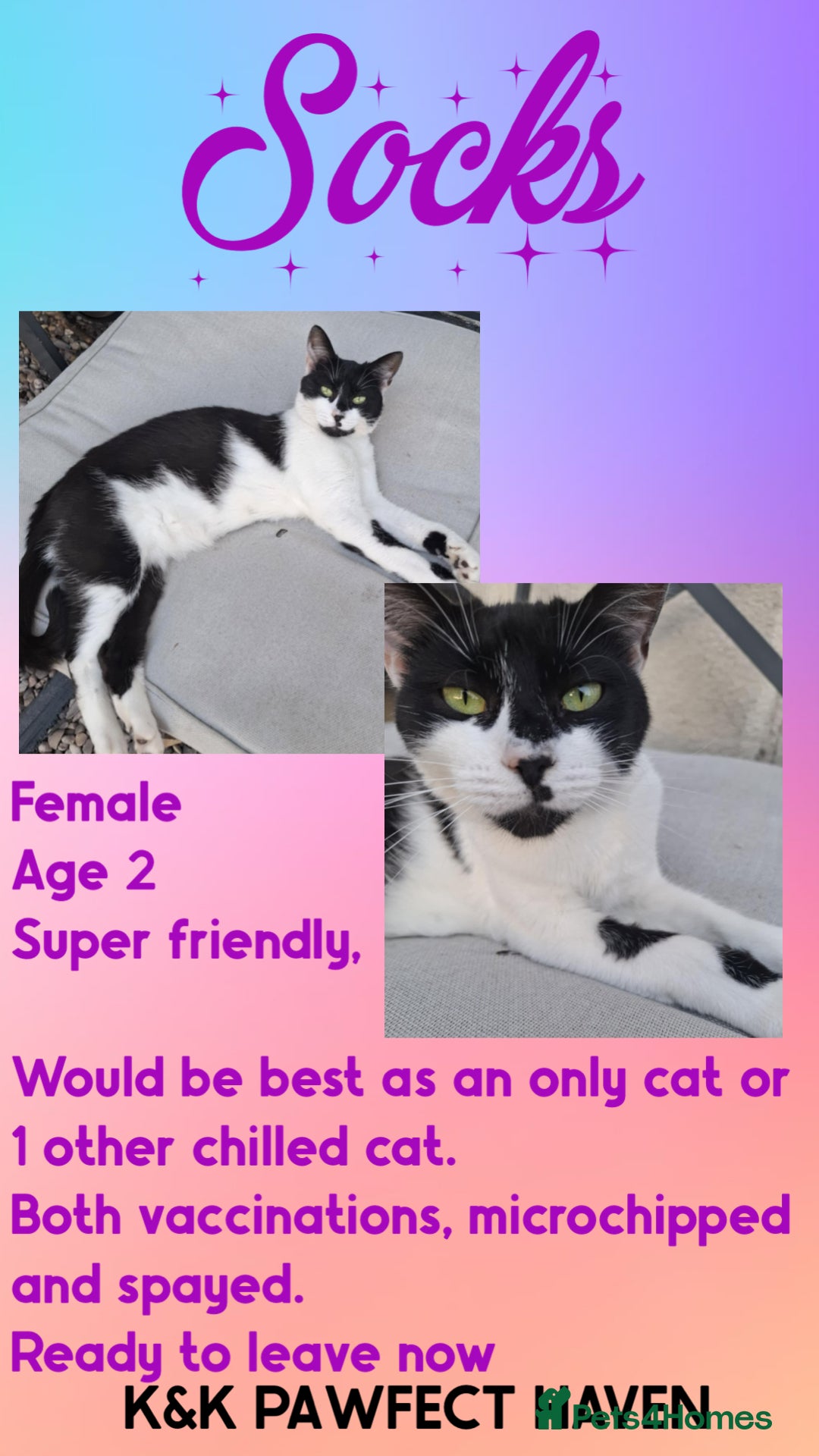 Domestic Shorthair cats for sale: Kittens and cats for adoption.  - Image 19