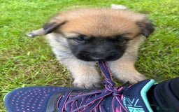 German Shepherd dogs for sale: German Shepherd puppies (Alsatian) - Image 6