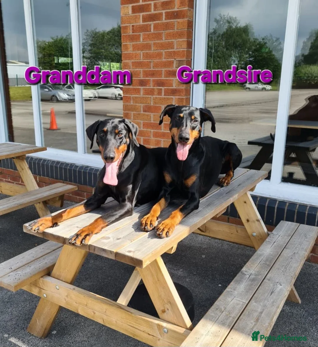 Dobermann dogs for sale: Fantastic KC Dobermann Puppies  - Advert 2