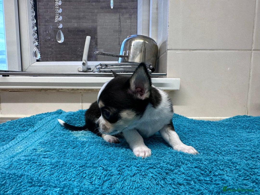 Chihuahua dogs for sale: Chihuahua  - Image 32
