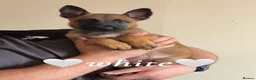 Belgian Shepherd Dog dogs for sale: 🐾Ready to leave🐾 Belgian Malinois Puppies  - Advert 6