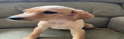 Labrador Retriever dogs for sale: Stunning yellow boy  - Advert 3