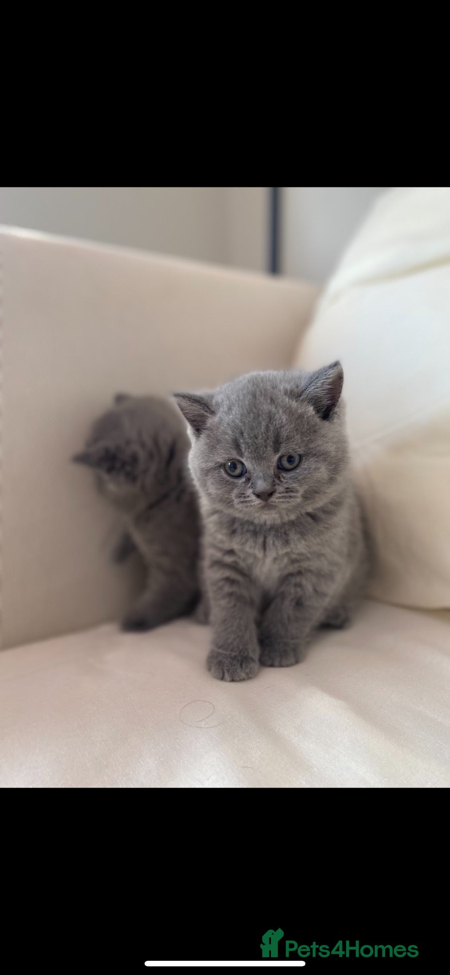 British Shorthair cats 💕🐾Last 2 Rare GORGEOUS PEDIGREE BSH KITTENS 🐱💕 - Advert 1