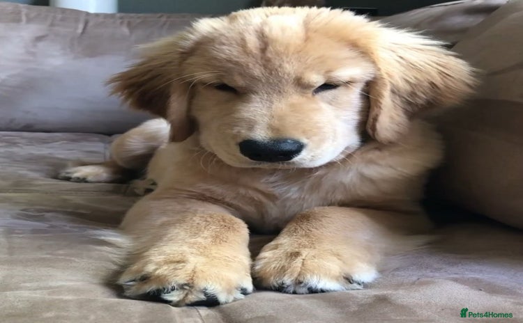 Golden Retriever dogs - Advert 1