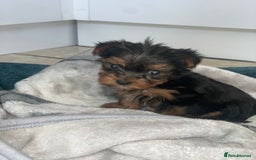 Yorkshire Terrier dogs for sale: ⭐️READY NOW⭐️Miniature Yorkshire terrier  in Chatham - Image 1