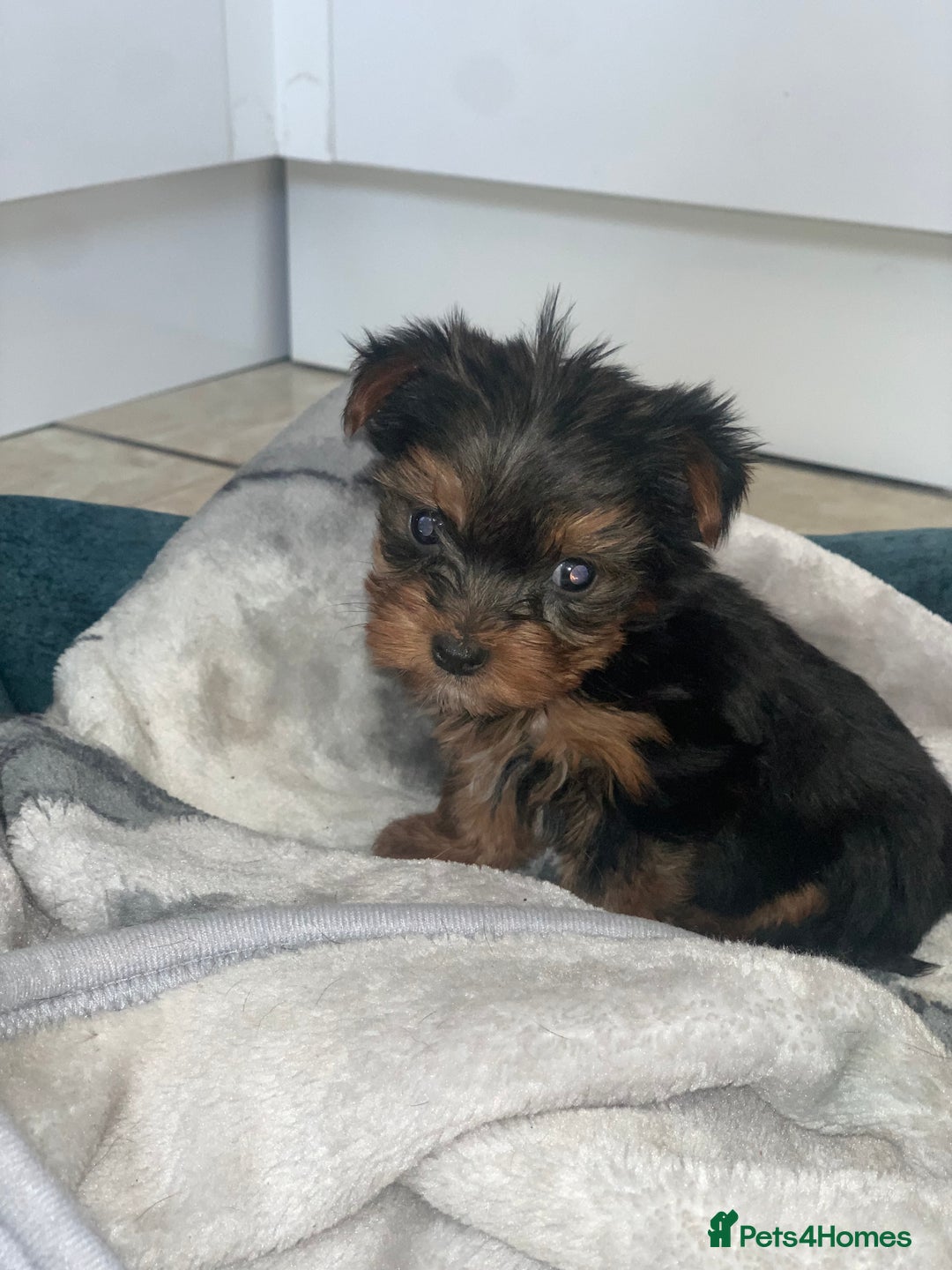 Yorkshire Terrier dogs for sale: ⭐️READY NOW⭐️Miniature Yorkshire terrier  in Chatham - Image 1