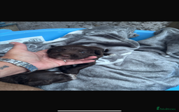 Cockapoo dogs for sale: Cockerpoo pups for sale - Image 19