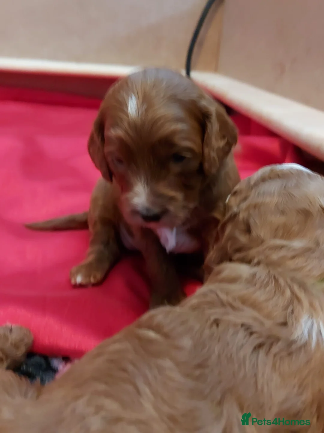 Cockapoo dogs for sale: X3 f1b cockapoo puppies  - Advert 10