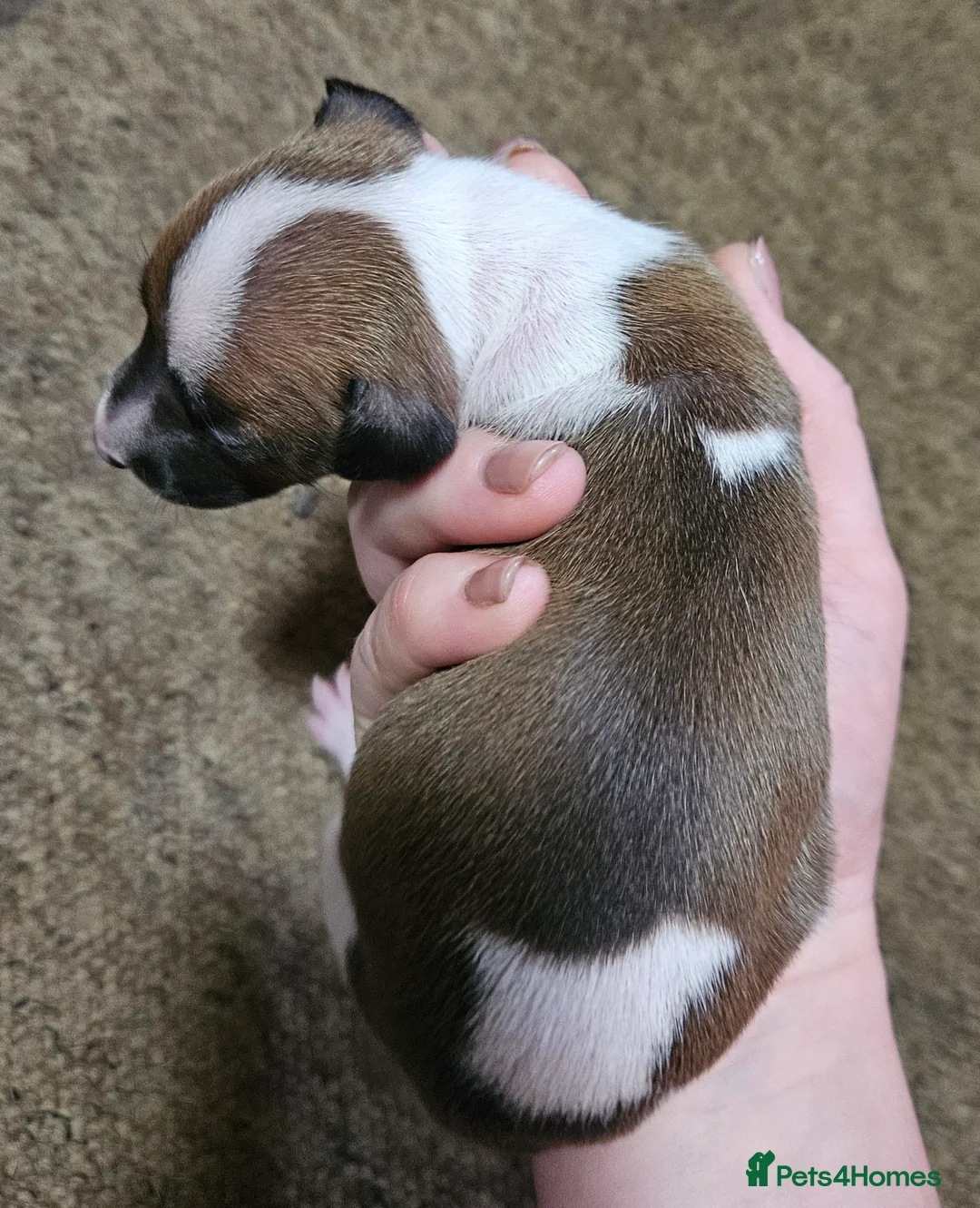 Italian Greyhound dogs for sale: Beautiful Italian Greyhound Puppies KC Registered - Advert 19