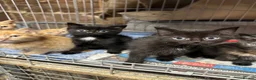 Mixed Breed cats for sale: Farm cats  - Advert 3
