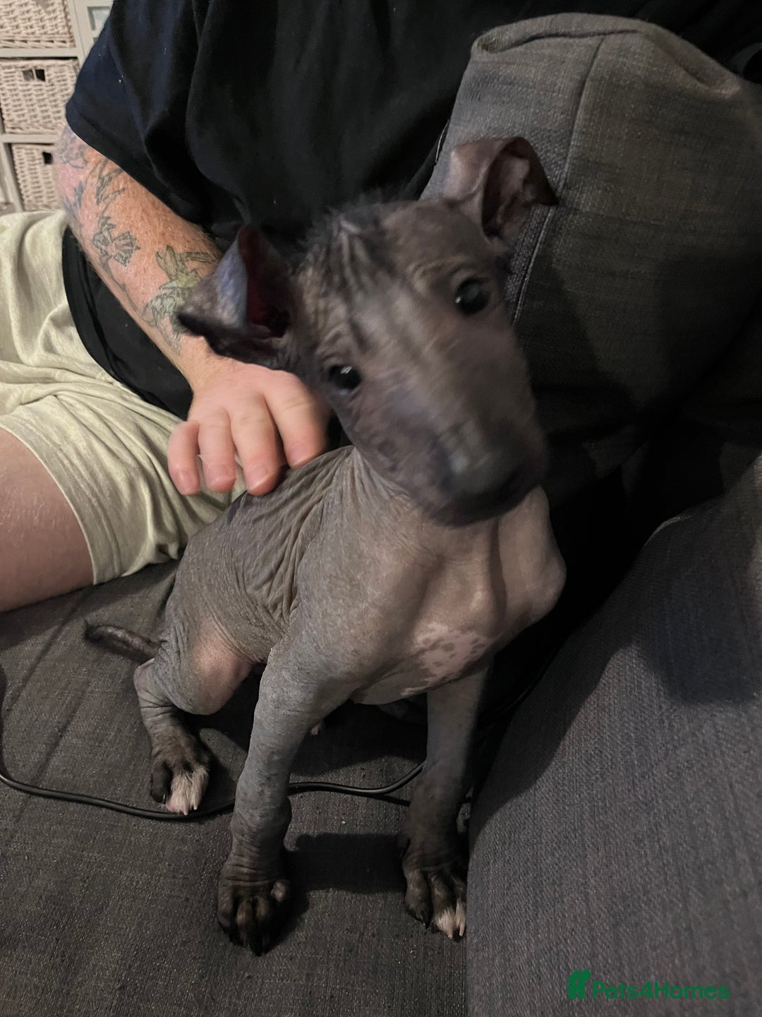 Mexican Hairless dogs for sale: Female coated Mexican hairless dog - Image 8