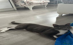 Russian Blue cats for sale: Female cat  - Image 3