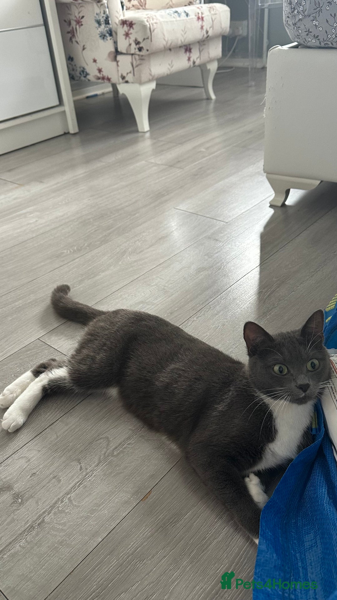 Russian Blue cats for sale: Female cat  - Image 3