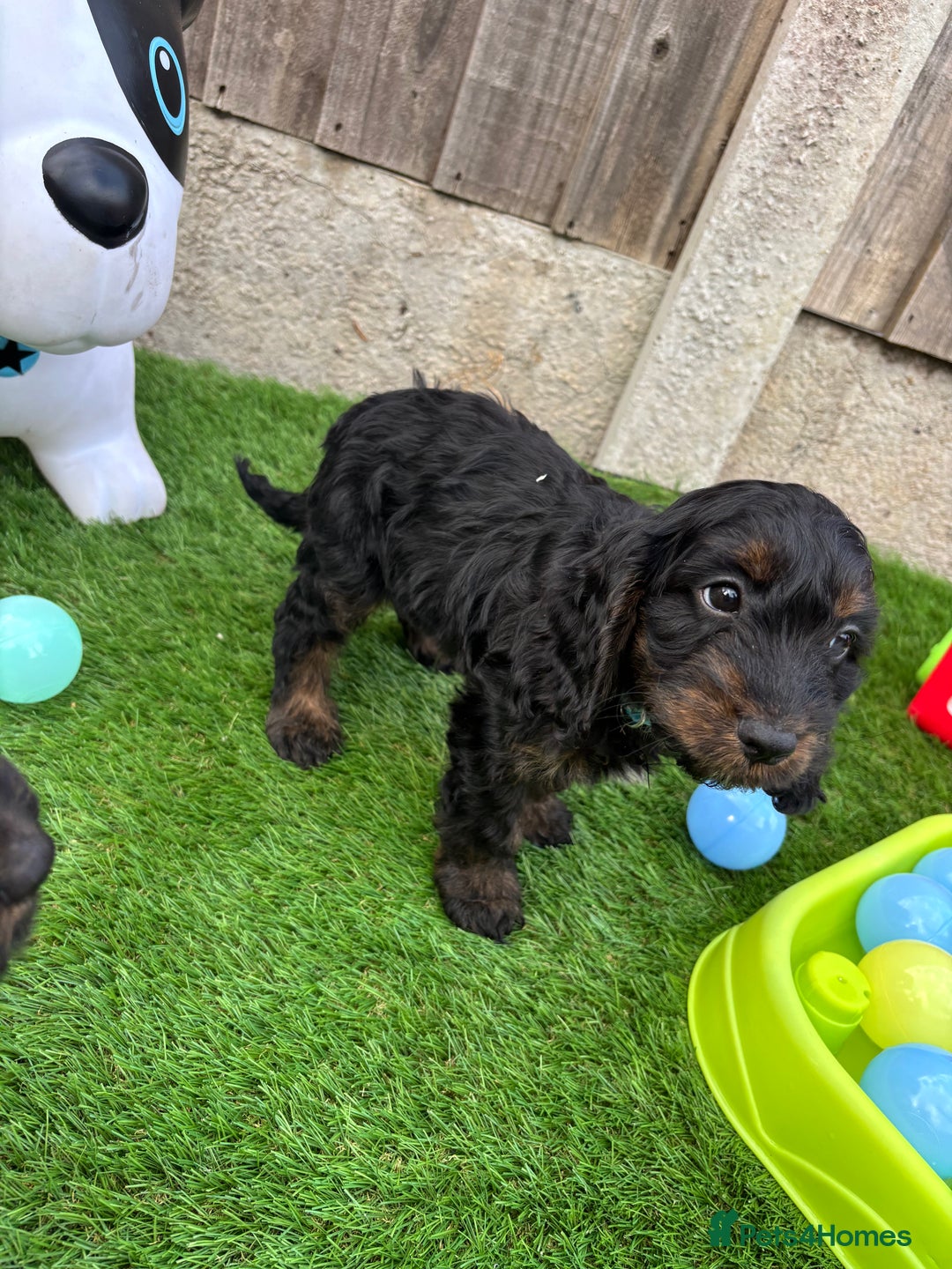 Cockapoo dogs for sale: COCKERPOO’S READY TO LEAVE NOW!  - Image 14