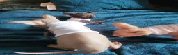 Sphynx cats for stud: 🐾 CHOCOLATE POINT BAMBINO STUD AVAILABLE 🐾 - Advert 16