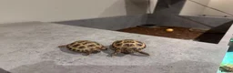 Tortoise reptiles for sale: 2 baby Horsefield Tortoises - Advert 4