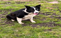 Border Collie dogs for sale: Border collie puppies  - Image 3