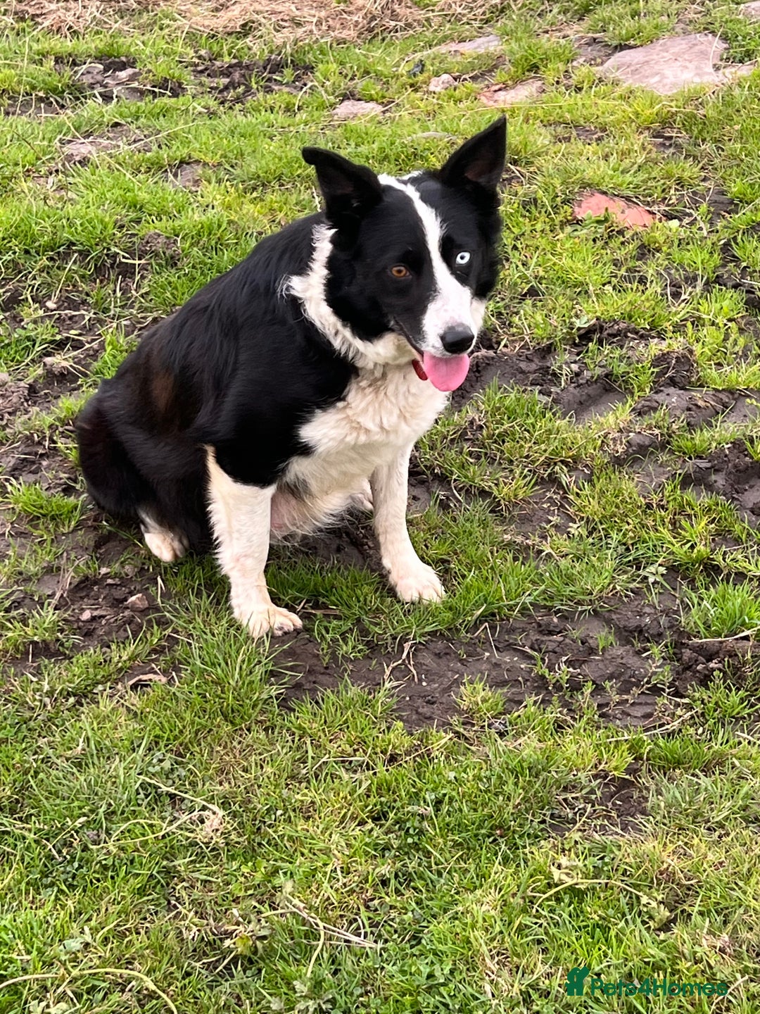 Border Collie dogs for sale: Border collie puppies  - Image 3