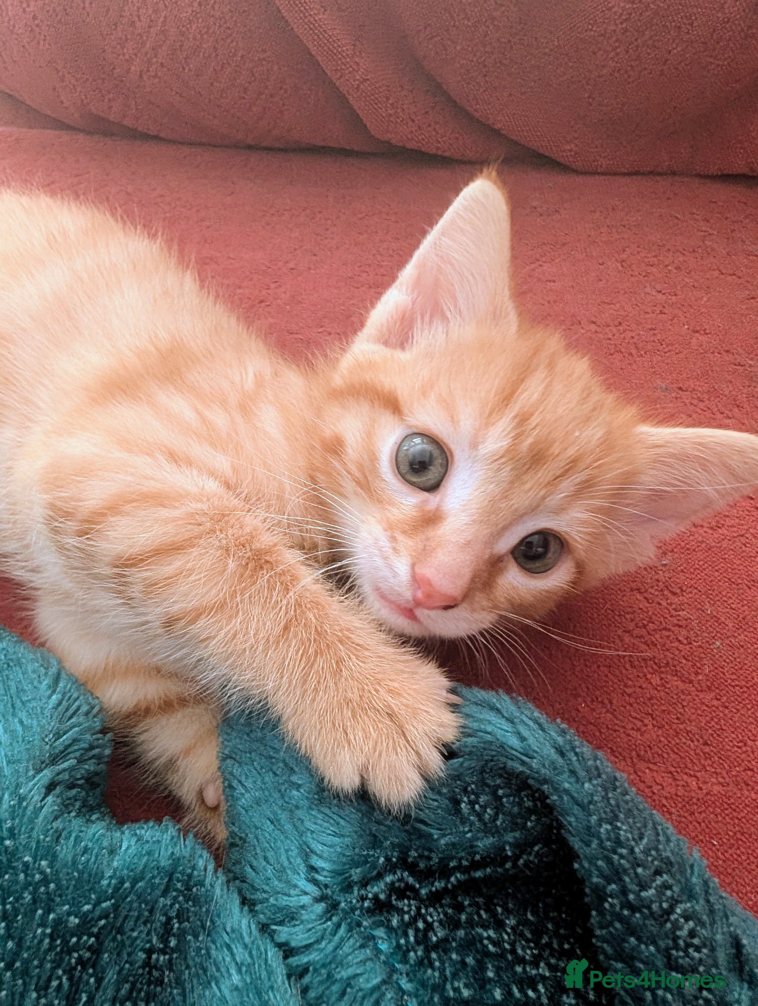 Mixed Breed cats Stunning fluffy tabby kittens - Advert 2