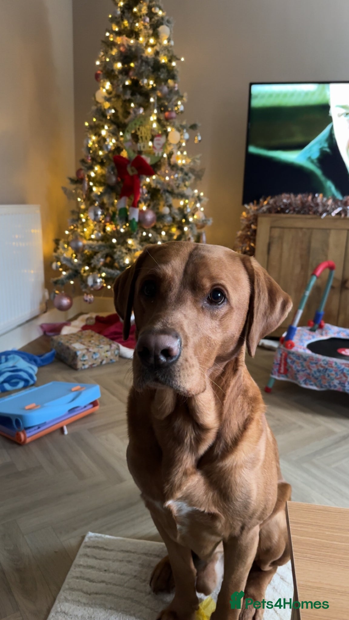 Labrador Retriever dogs Fox red Labrador for STUD ONLY - Advert 2