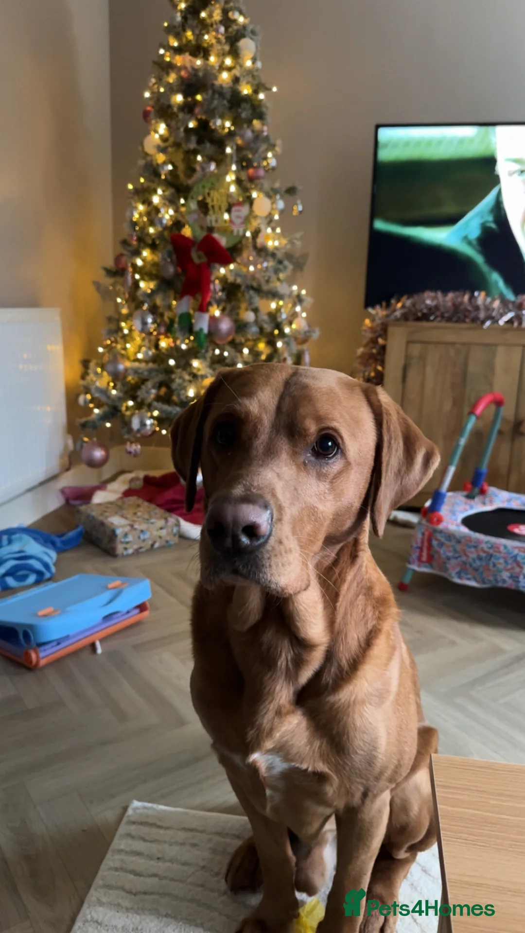 Labrador Retriever dogs for stud: Fox red Labrador for STUD ONLY - Advert 1