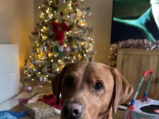 Labrador Retriever dogs Fox red Labrador for STUD ONLY - Advert 2