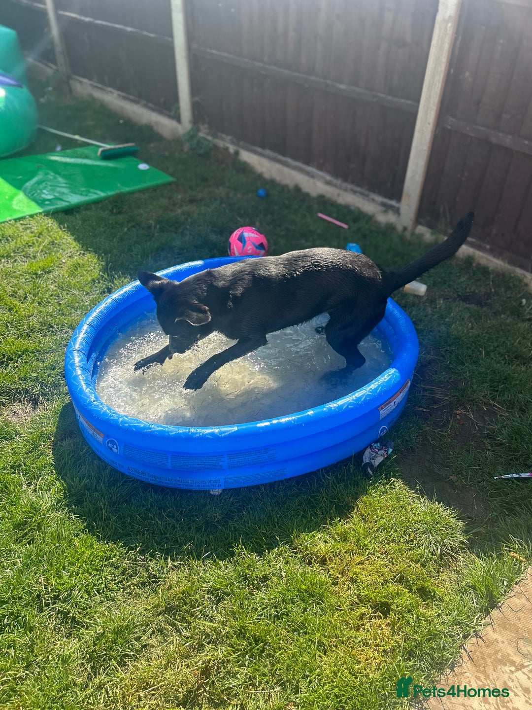 Borador dogs for sale: Barney  - Advert 4