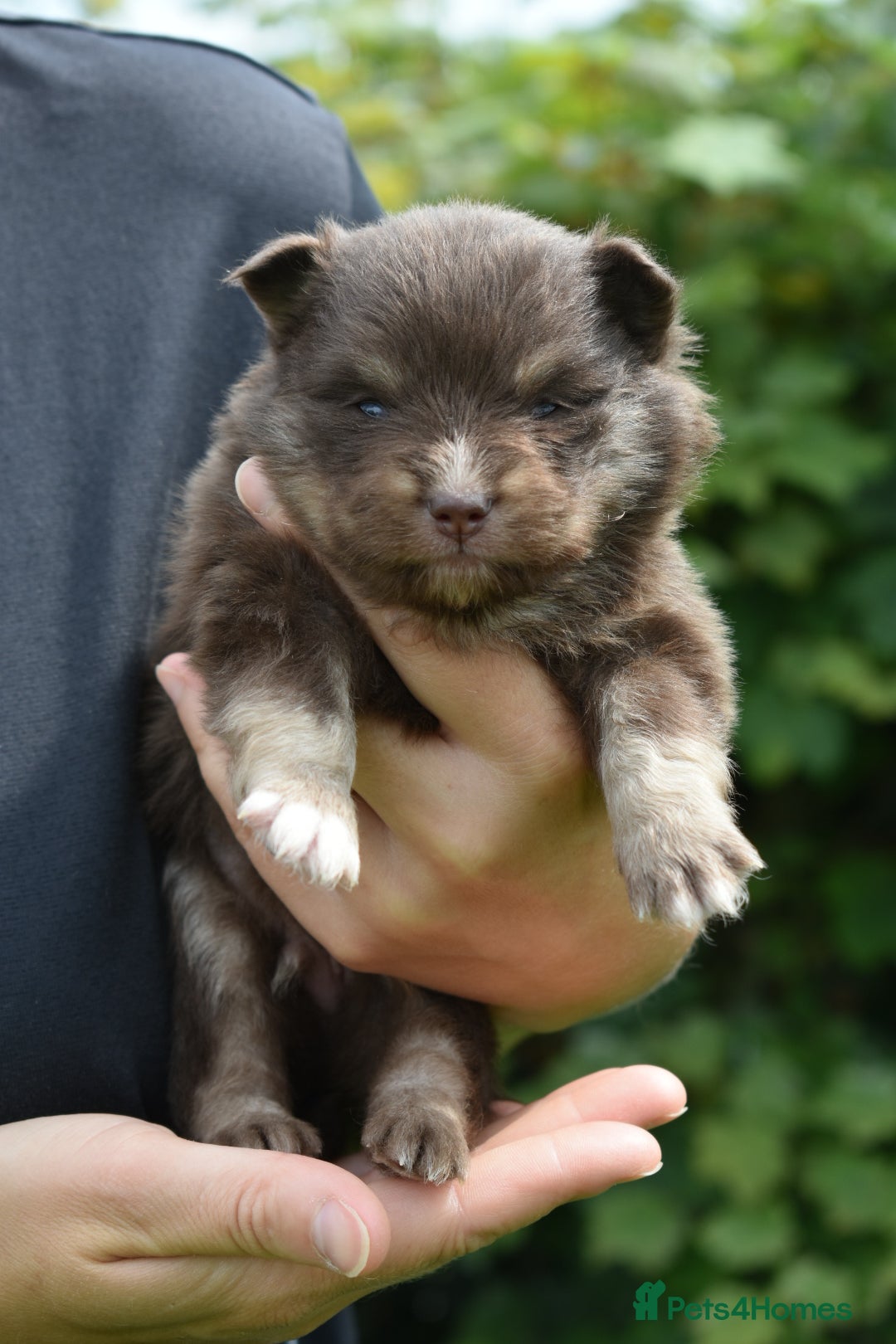Pomsky dogs for sale: Merle Genuine Toy Size  Pomsky Puppies - Image 26