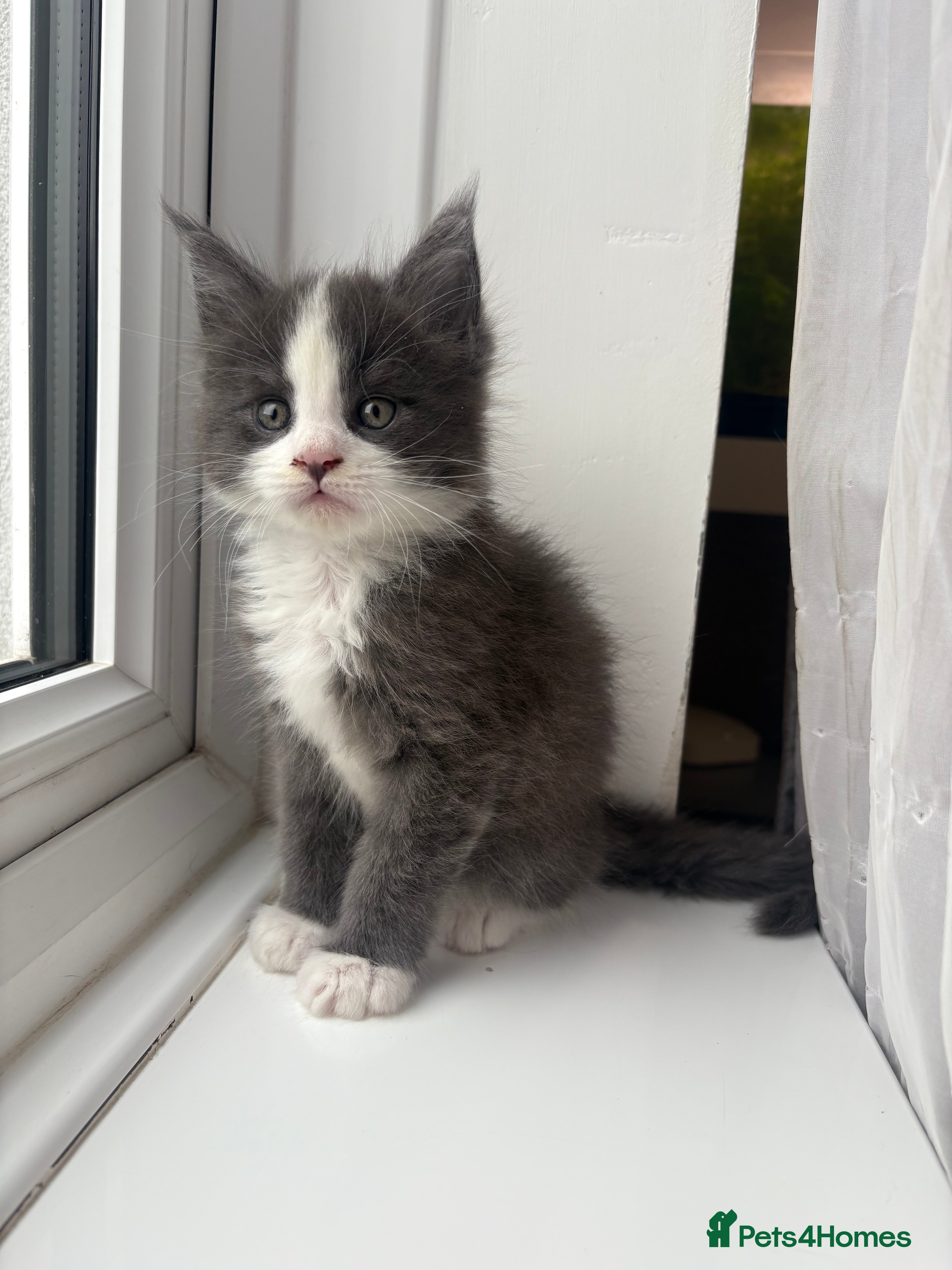 Maine Coon cats Beautiful Maine Coon Kittens Smoke & White  - Advert 7