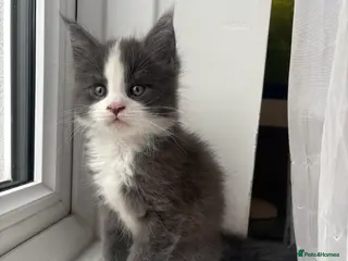 Maine Coon cats Beautiful Maine Coon Kittens Smoke & White - Advert 7