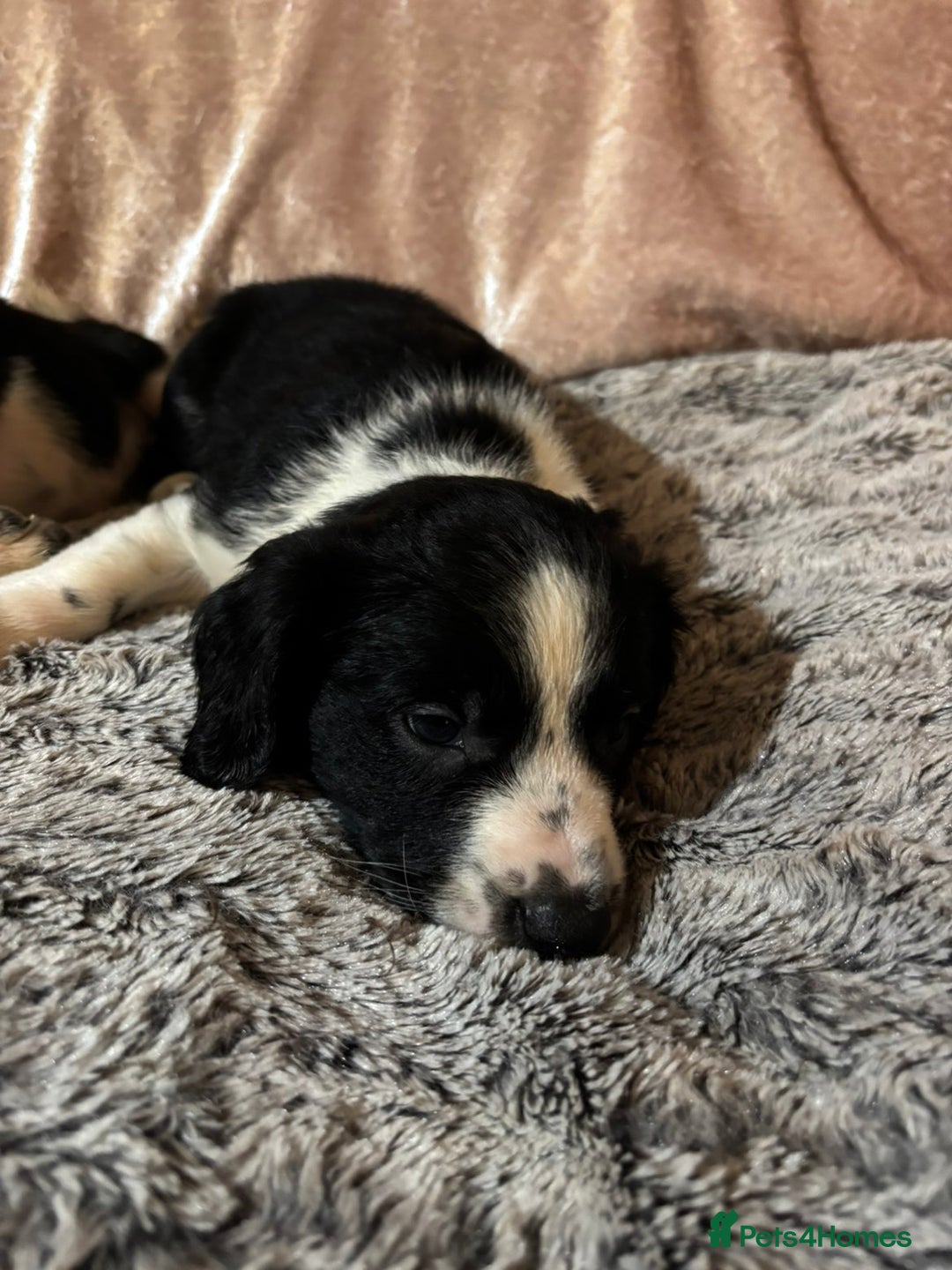 Mixed Breed dogs for sale: Beautifull sprollie pups - Advert 15