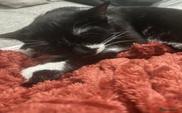 Domestic Shorthair cats for sale: Binkey  - Image 6