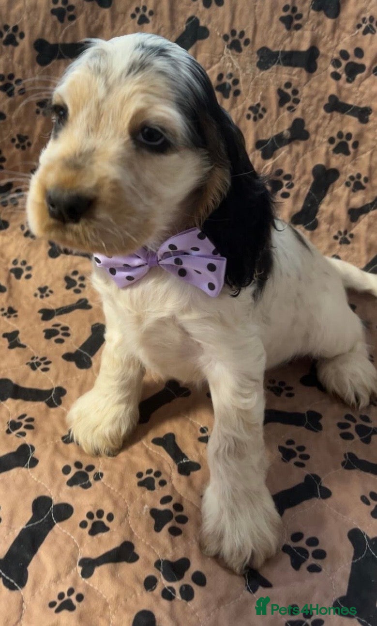 Cocker Spaniel dogs Champion Bloodlines KC Reg Show Cocker Spaniels - Advert 1