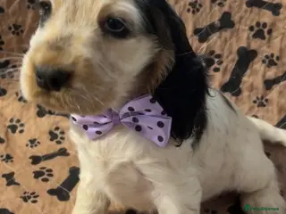 Cocker Spaniel dogs Champion Bloodlines KC Reg Show Cocker Spaniels - Advert 17