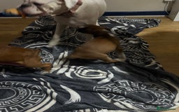 Boxer dogs for sale: Bouncy beautiful boxers  - Image 25