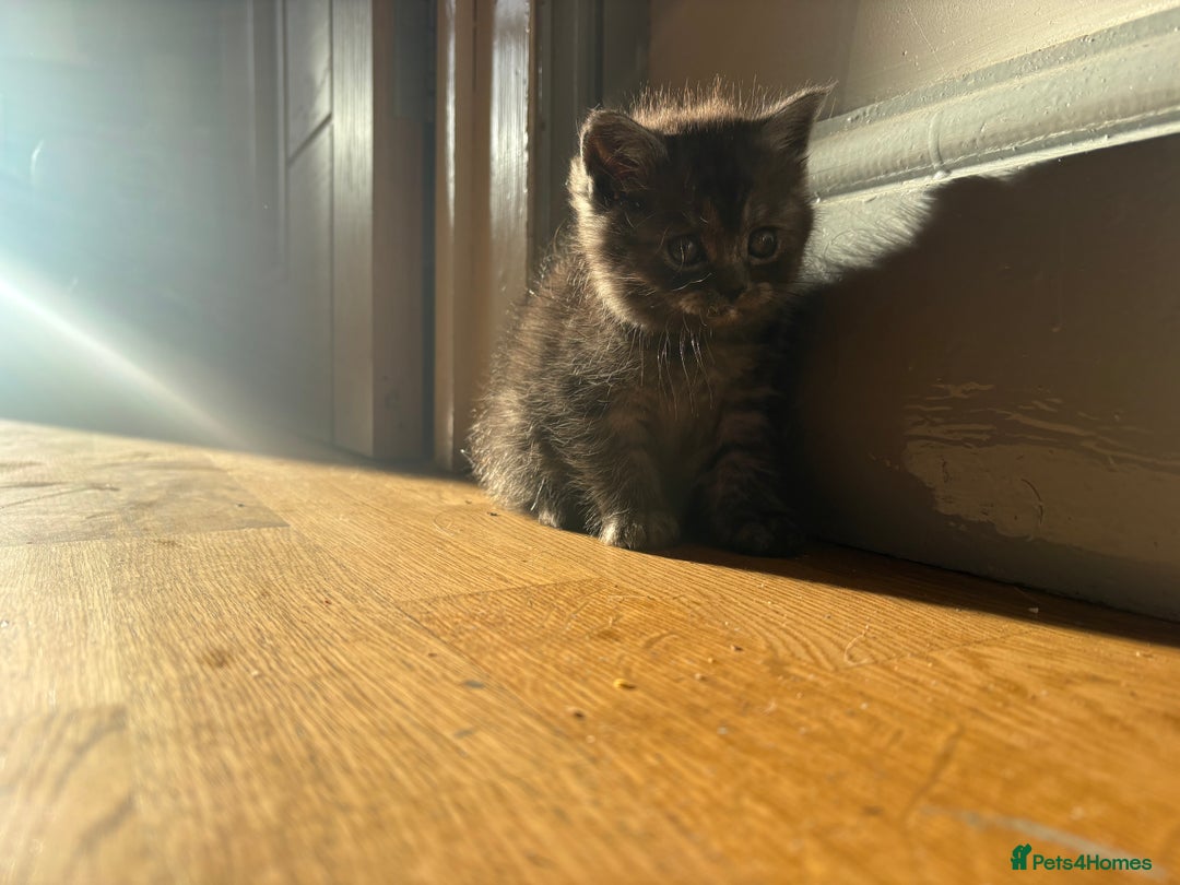 Persian cats for sale: Persians kittens  - Image 6