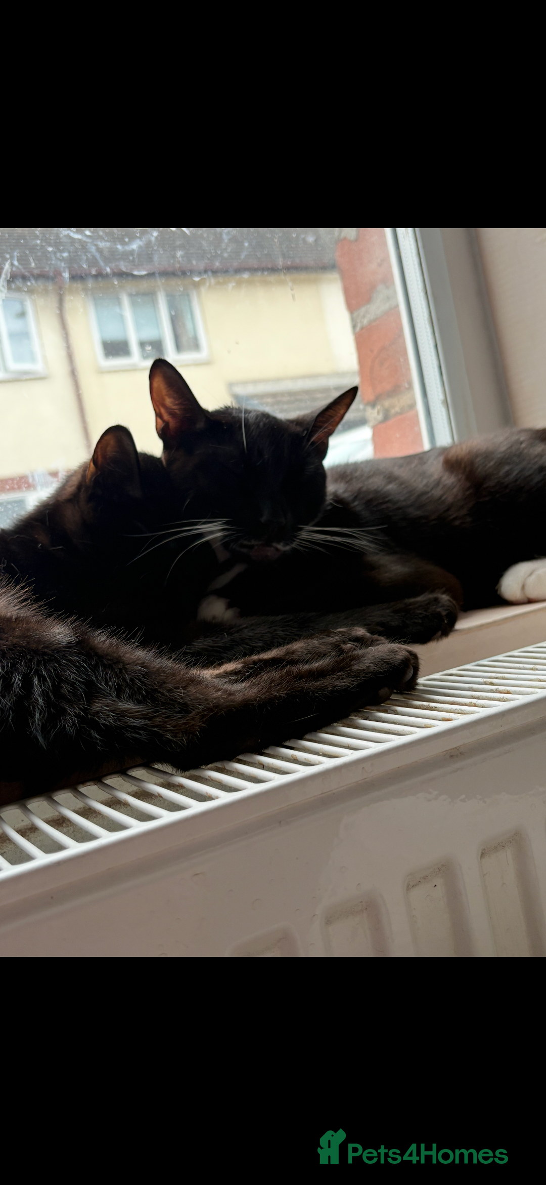Domestic Shorthair cats for sale: 2 bonded domestic short haired cats  - Advert 1