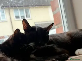 Domestic Shorthair cats 2 bonded domestic short haired cats - Advert 2