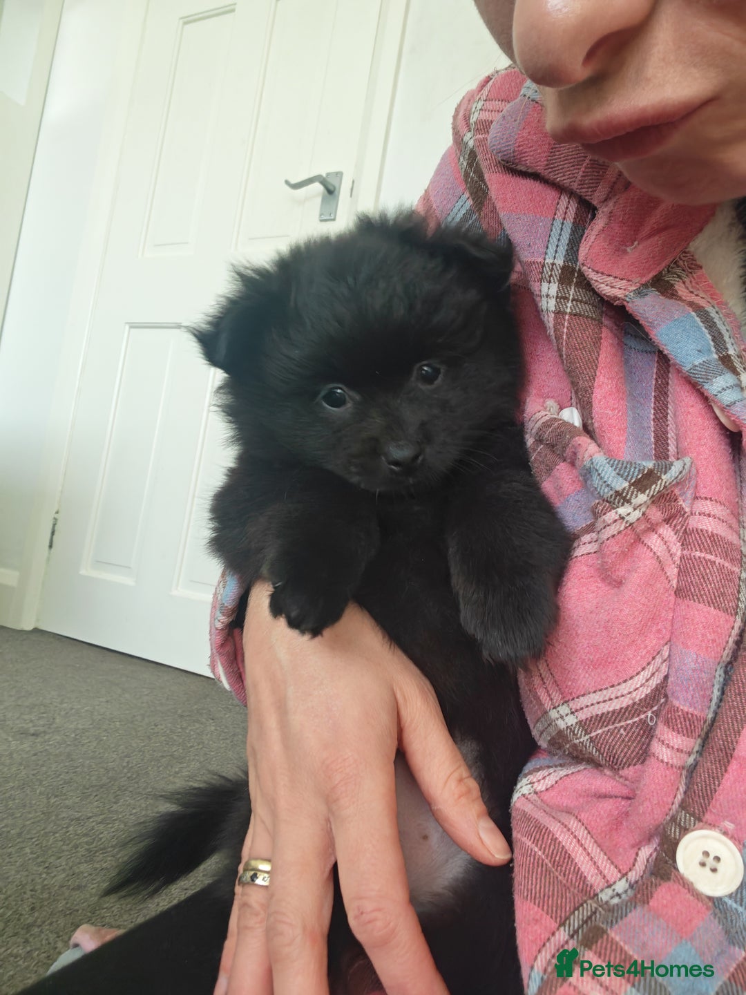 Pomeranian dogs for sale: Pomeranian for sale - Advert 1