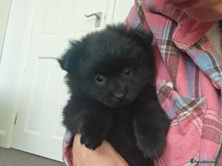 Pomeranian dogs Pomeranian for sale - Advert 1