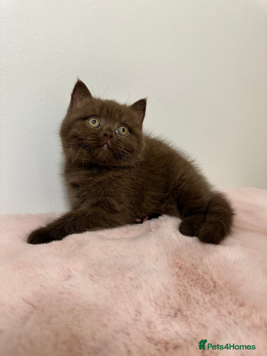 British Shorthair cats for sale: British Shorthair Chunky Chocolate Kittens🐻 - Advert 2