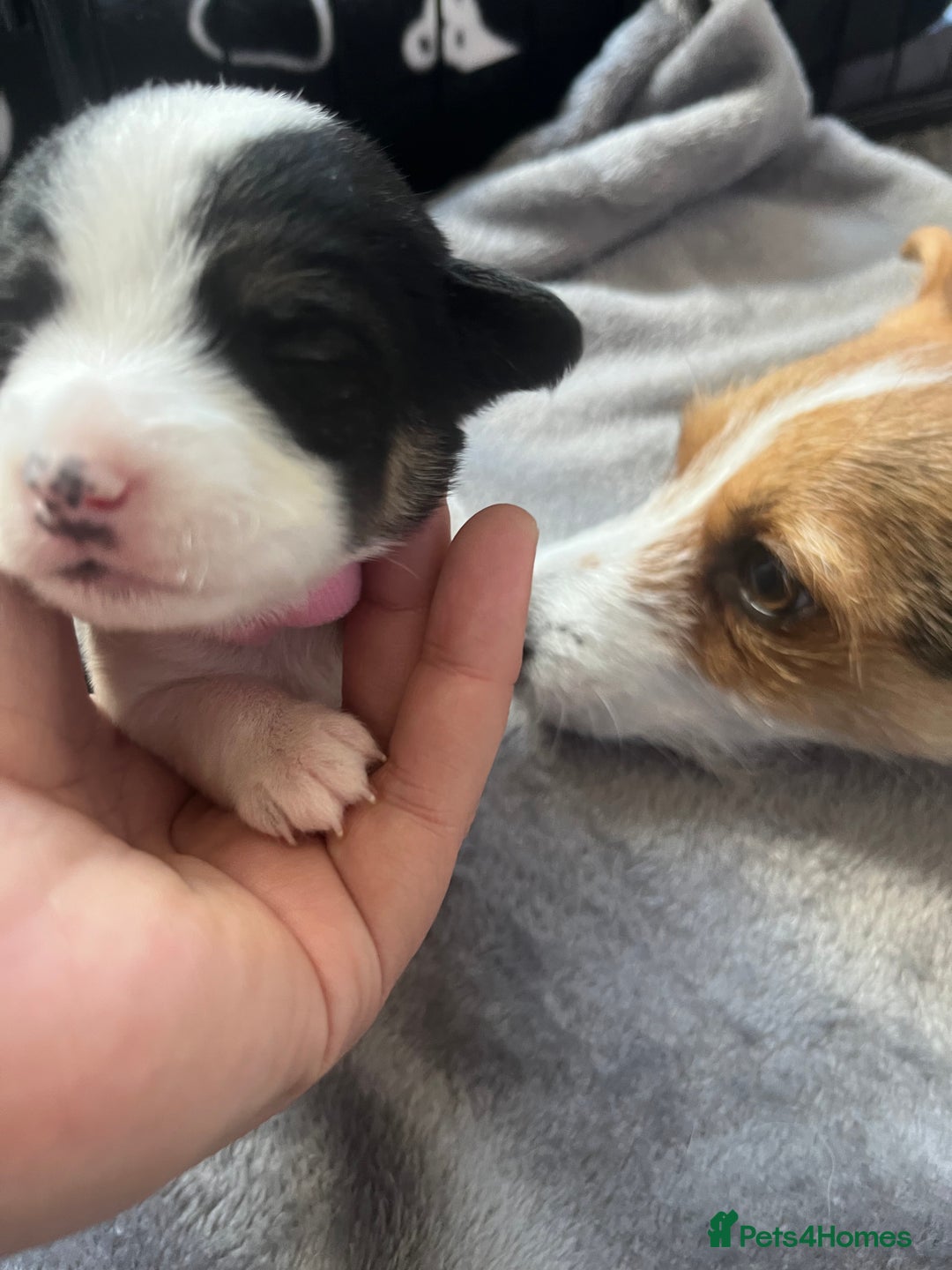 Jack Russell dogs for sale: Beautiful Jack Russell puppies for sale - Image 11
