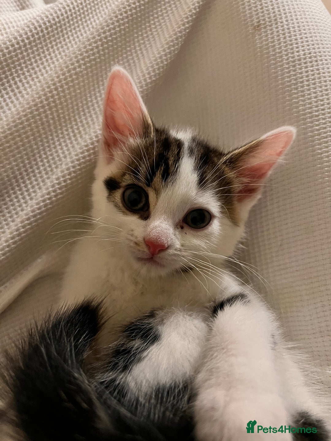 Domestic Shorthair cats for sale: Kittens for sale  - Image 2