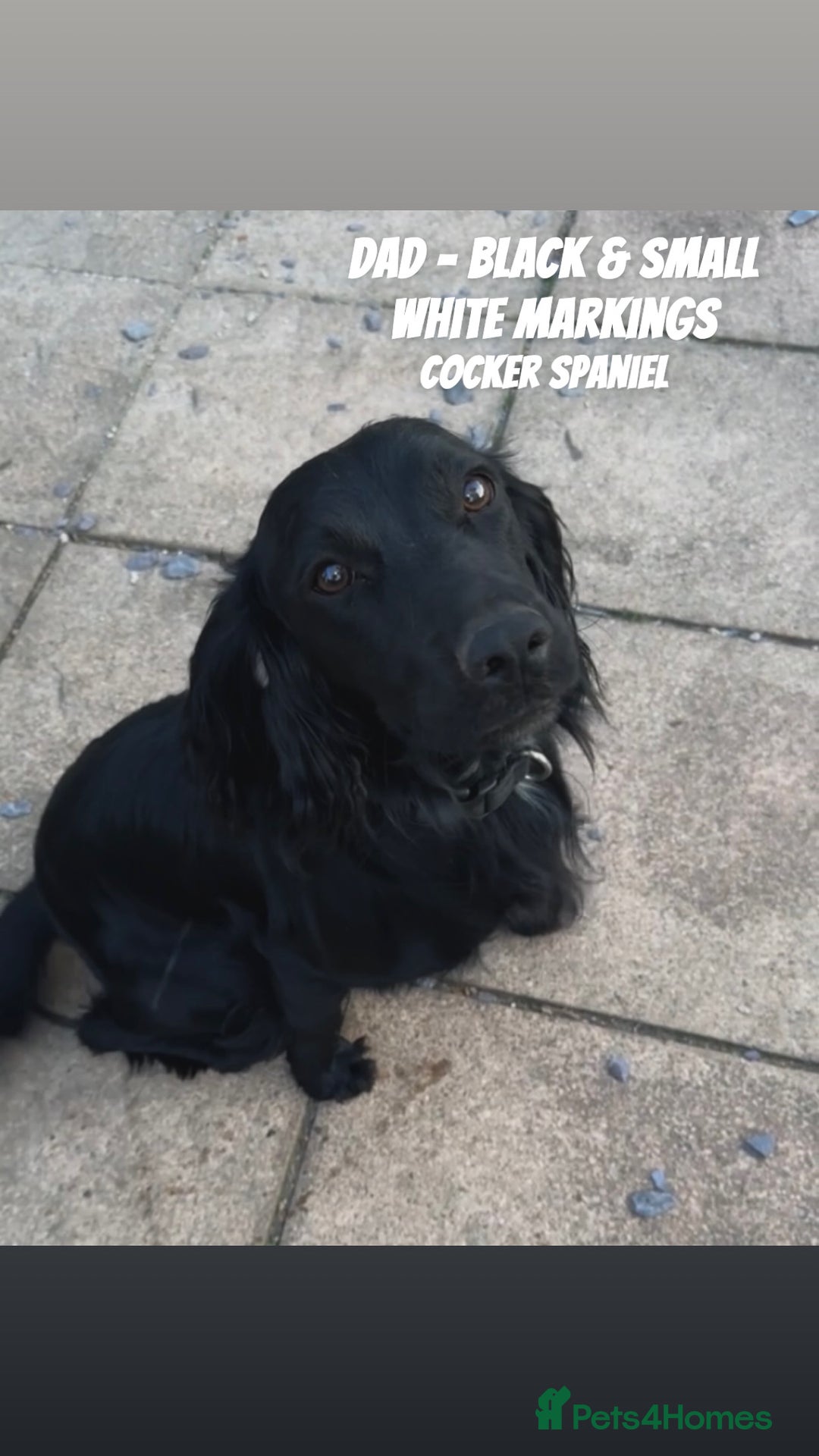 Cocker Spaniel dogs for sale: COCKER SPANIEL PUPPIES  - Image 2